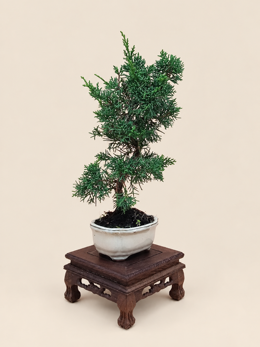 Juniperus chinensis 'Kyushu' - 7 éves fiatal kínai boróka bonsai
