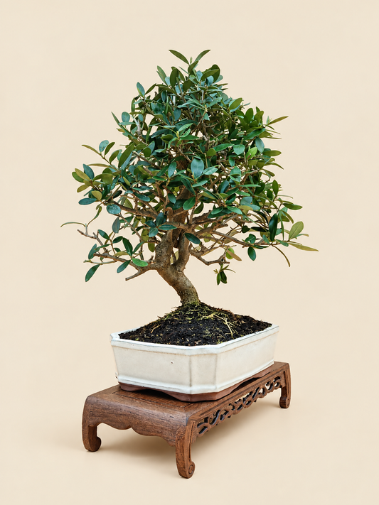 Olea europaea – 10 éves olajfa bonsai