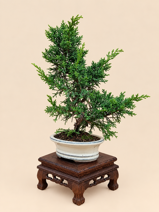 Juniperus chinensis 'Kyushu' - 7 éves fiatal kínai boróka bonsai