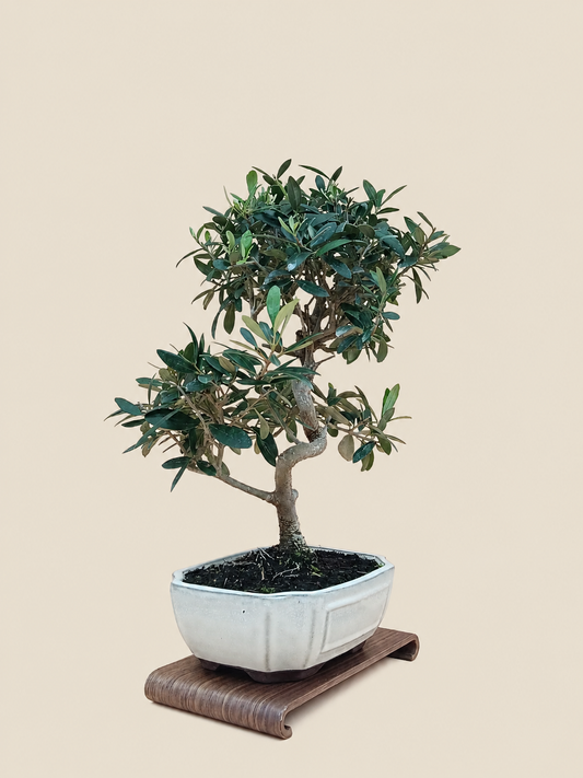 Olea europaea – 9 éves olajfa bonsai
