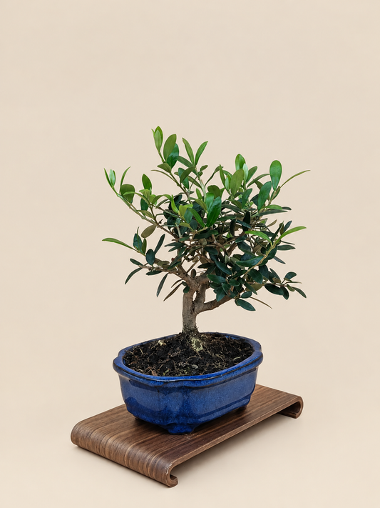 Olea europaea – 7 éves olajfa bonsai
