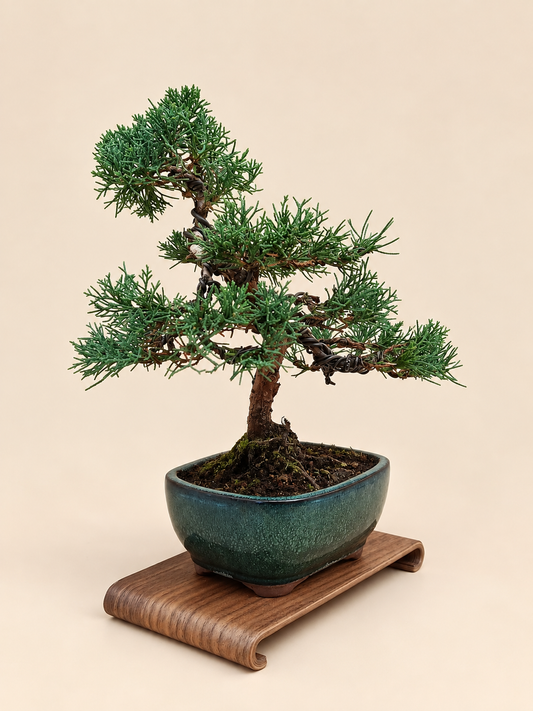 Juniperus chinensis 'Kyushu' - 10 éves kínai boróka bonsai