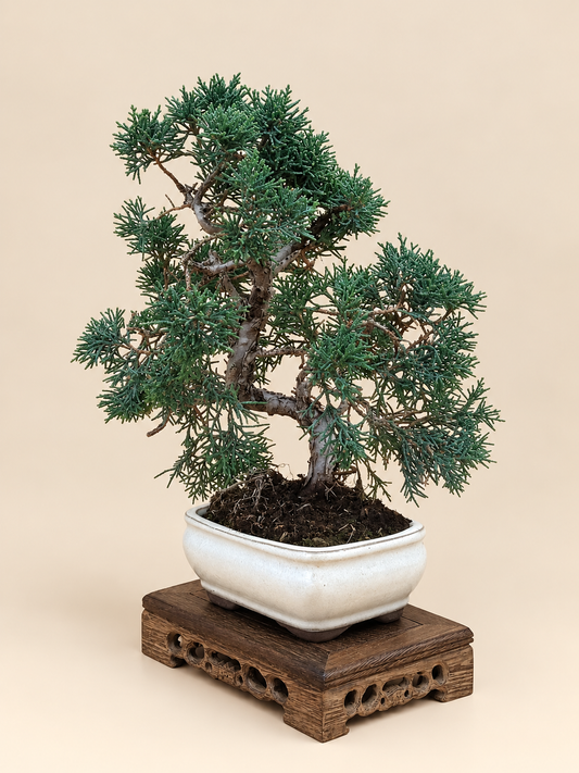 Juniperus chinensis 'Kyushu' - 8 éves kínai boróka bonsai