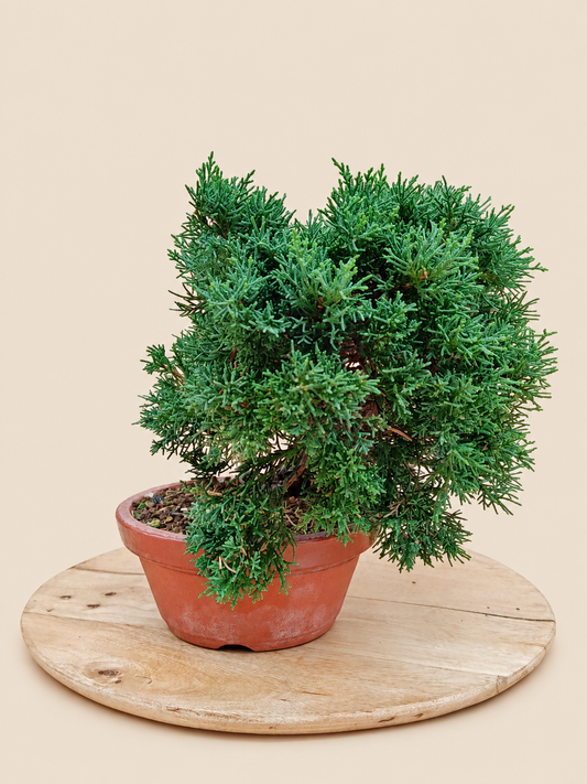 Juniperus chinensis 'Kyushu' - 9 éves kínai boróka pre-bonsai