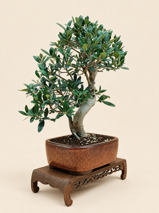 Olea europaea – 13 éves olajfa bonsai
