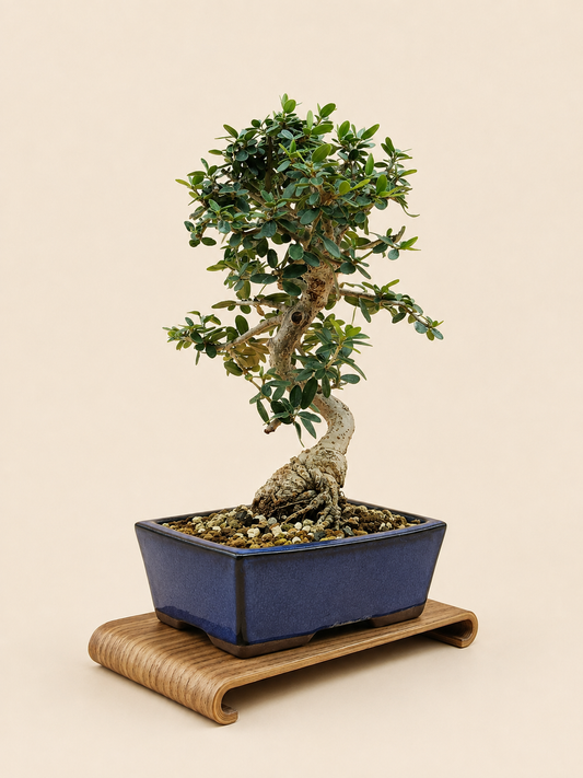 Olea europaea sylvestris – 10 éves vadolajfa bonsai