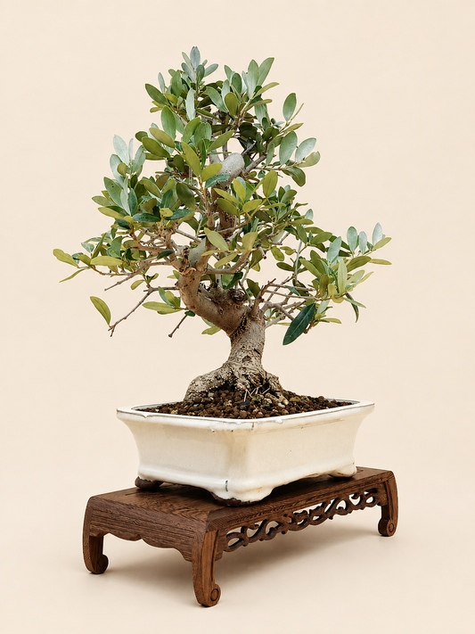 Olea europaea – 13 éves olajfa bonsai
