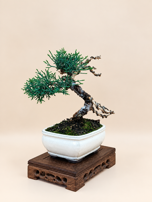 Juniperus chinensis 'Kyushu' - 8 éves kínai boróka bonsai