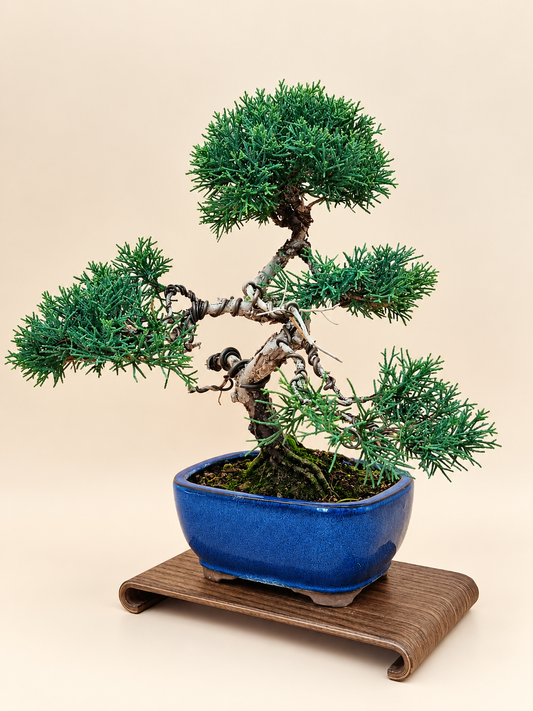 Juniperus chinensis 'Kyushu' - 10 éves kínai boróka bonsai