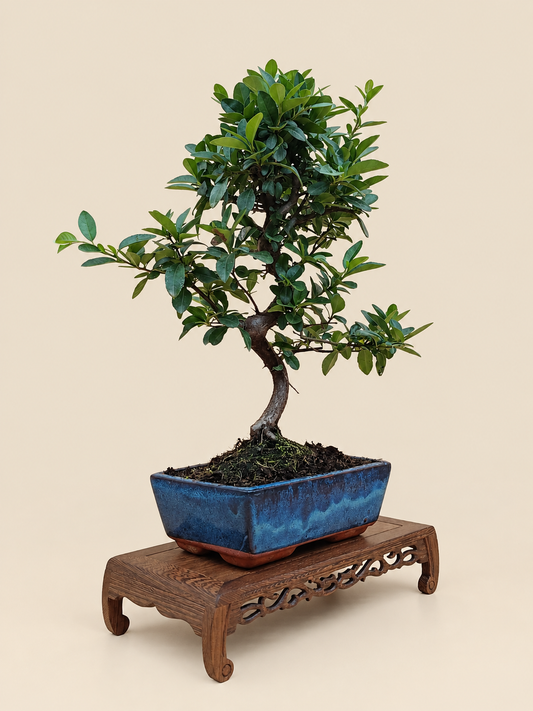 Pyracantha coccinea – 8 éves tűztövis bonsai