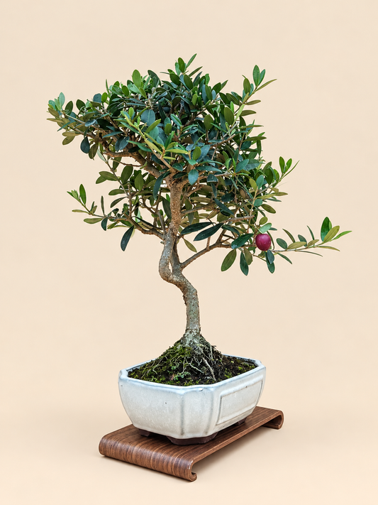 Olea europaea – 9 éves olajfa bonsai