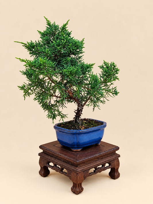 Juniperus chinensis 'Kyushu' - 7 éves fiatal kínai boróka bonsai
