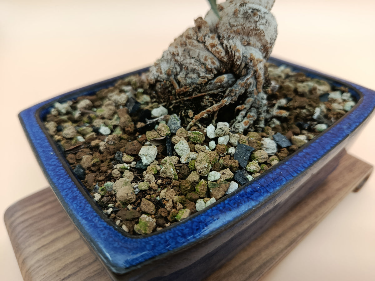 Olea europaea sylvestris – 10 éves vadolajfa bonsai