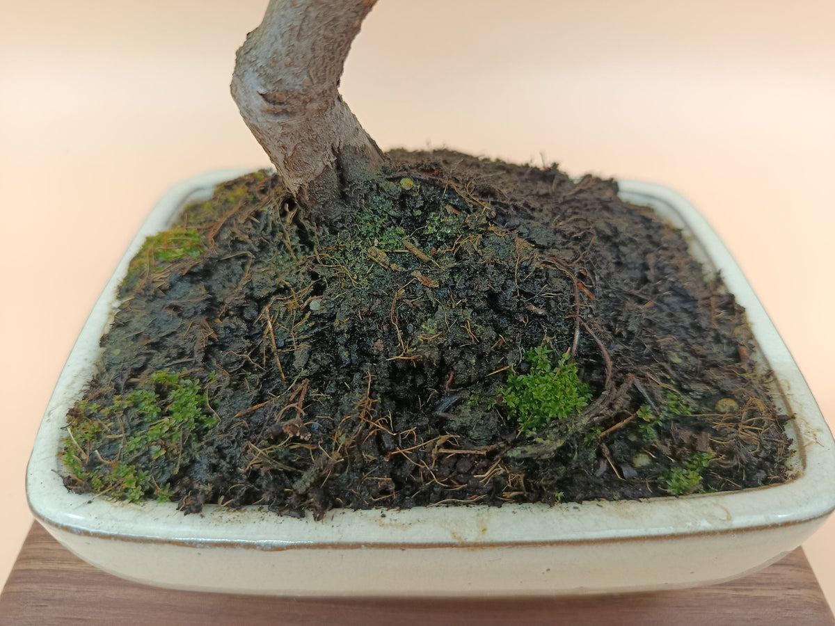 Pyracantha – 7 éves tűztövis bonsai