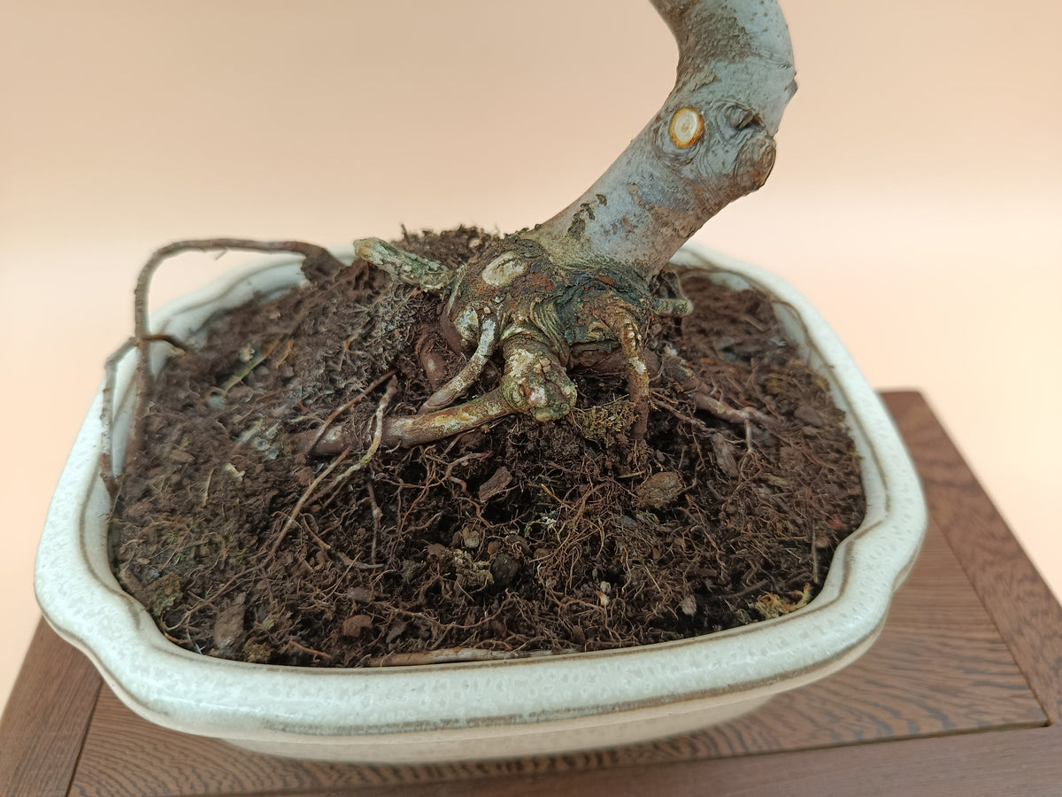 Malus spectabilis – 8 éves pompás díszalma bonsai