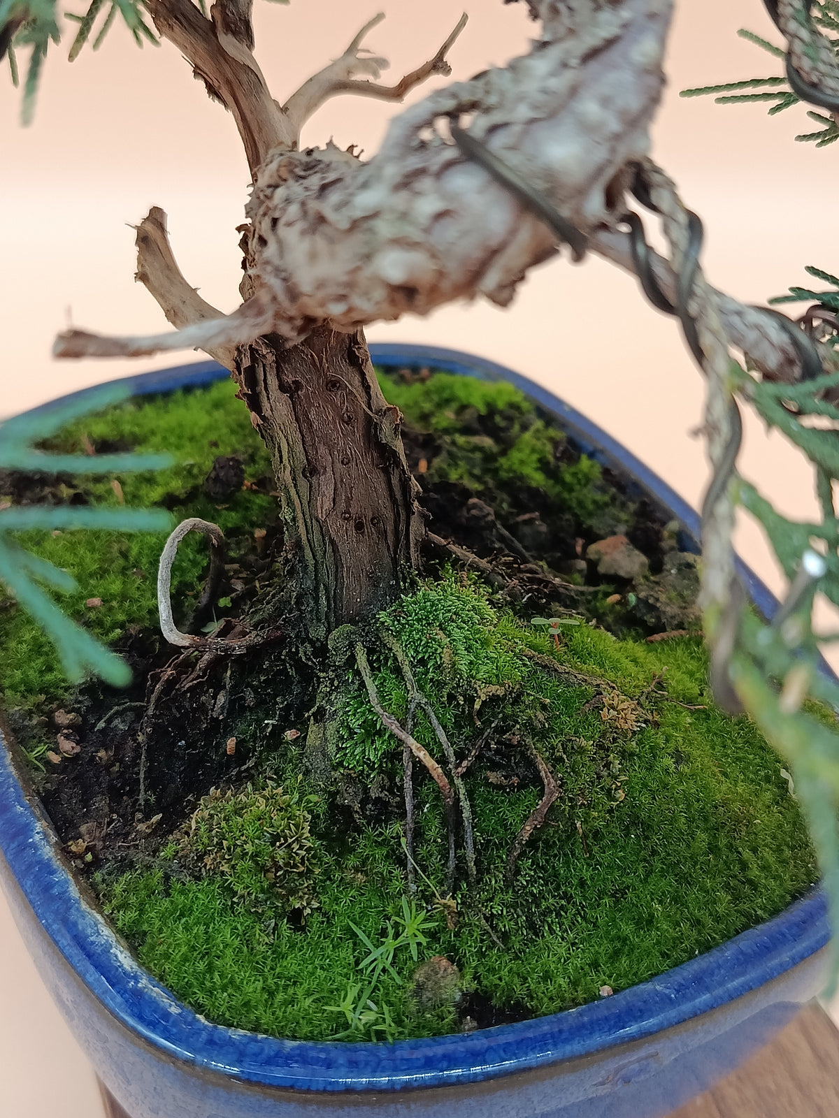 Juniperus chinensis 'Kyushu' - 10 éves kínai boróka bonsai