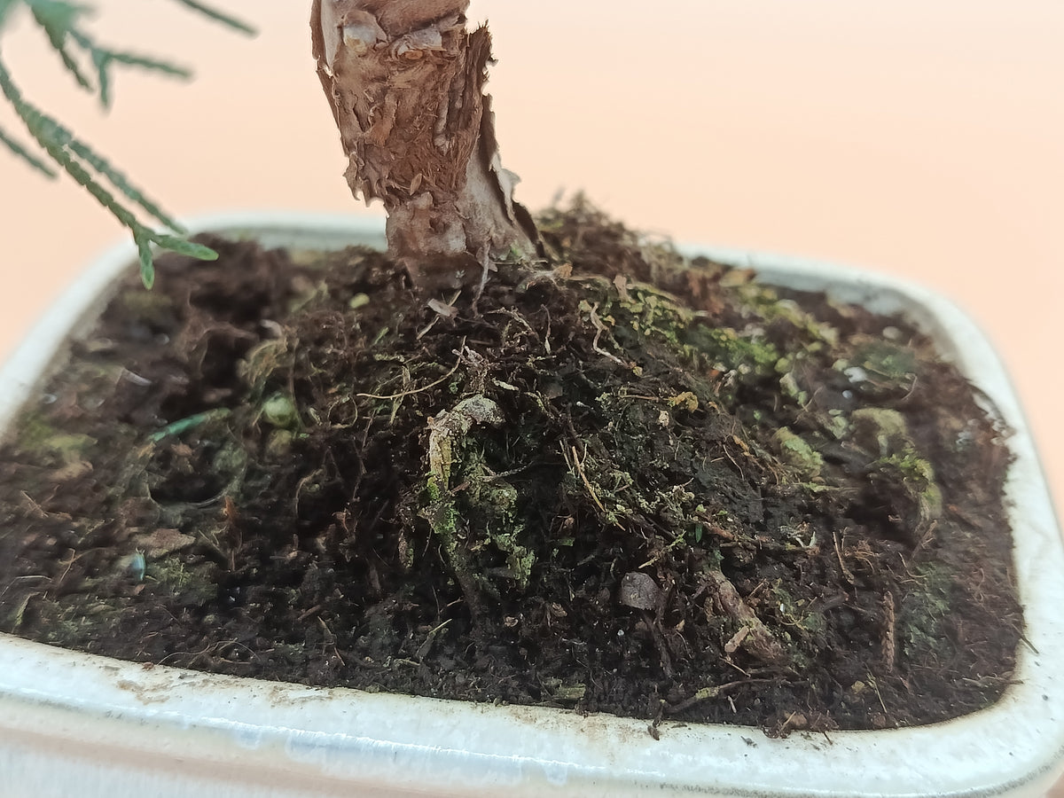 Juniperus chinensis 'Kyushu' - 8 éves kínai boróka bonsai