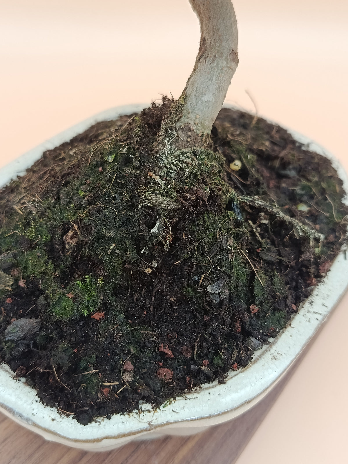 Olea europaea – 7 éves olajfa bonsai