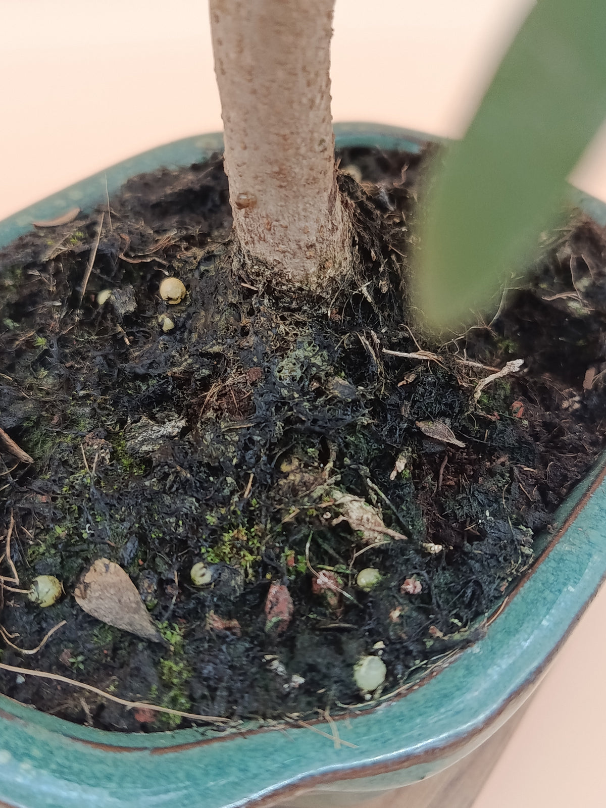 Olea europaea – 7 éves olajfa bonsai