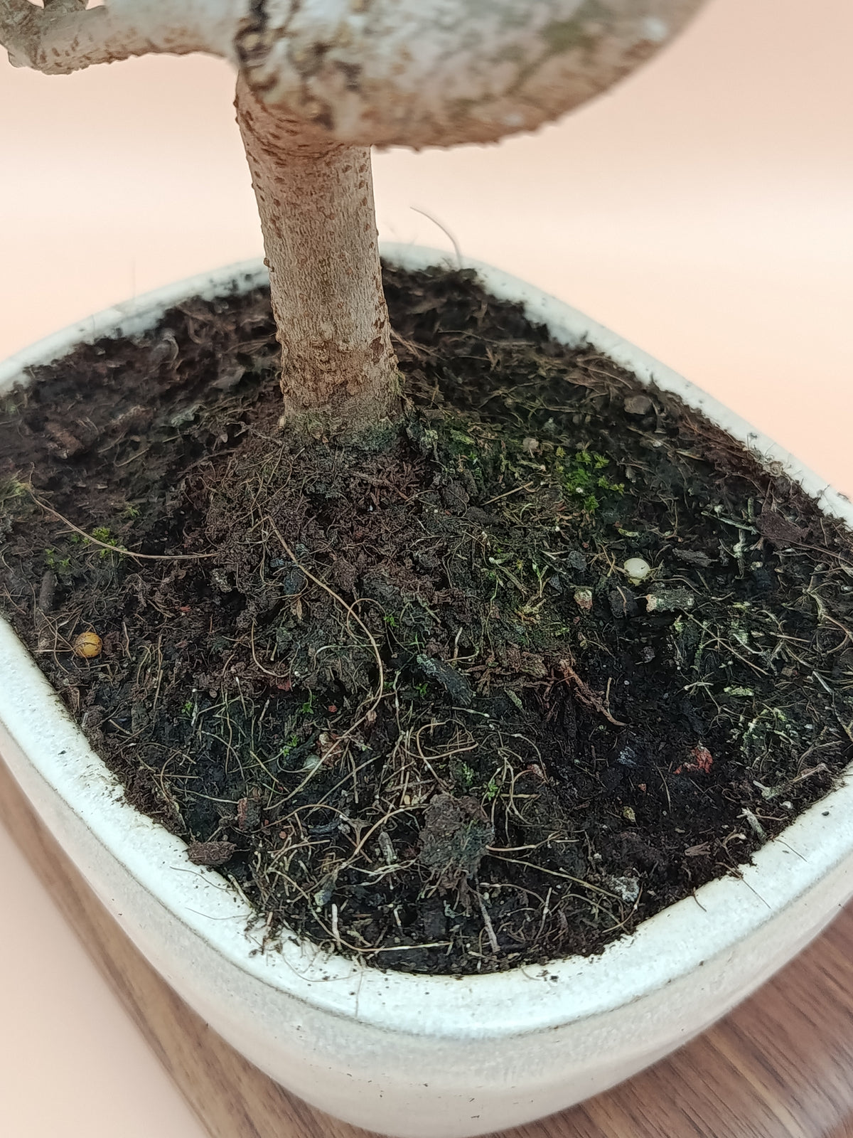 Olea europaea – 9 éves olajfa bonsai