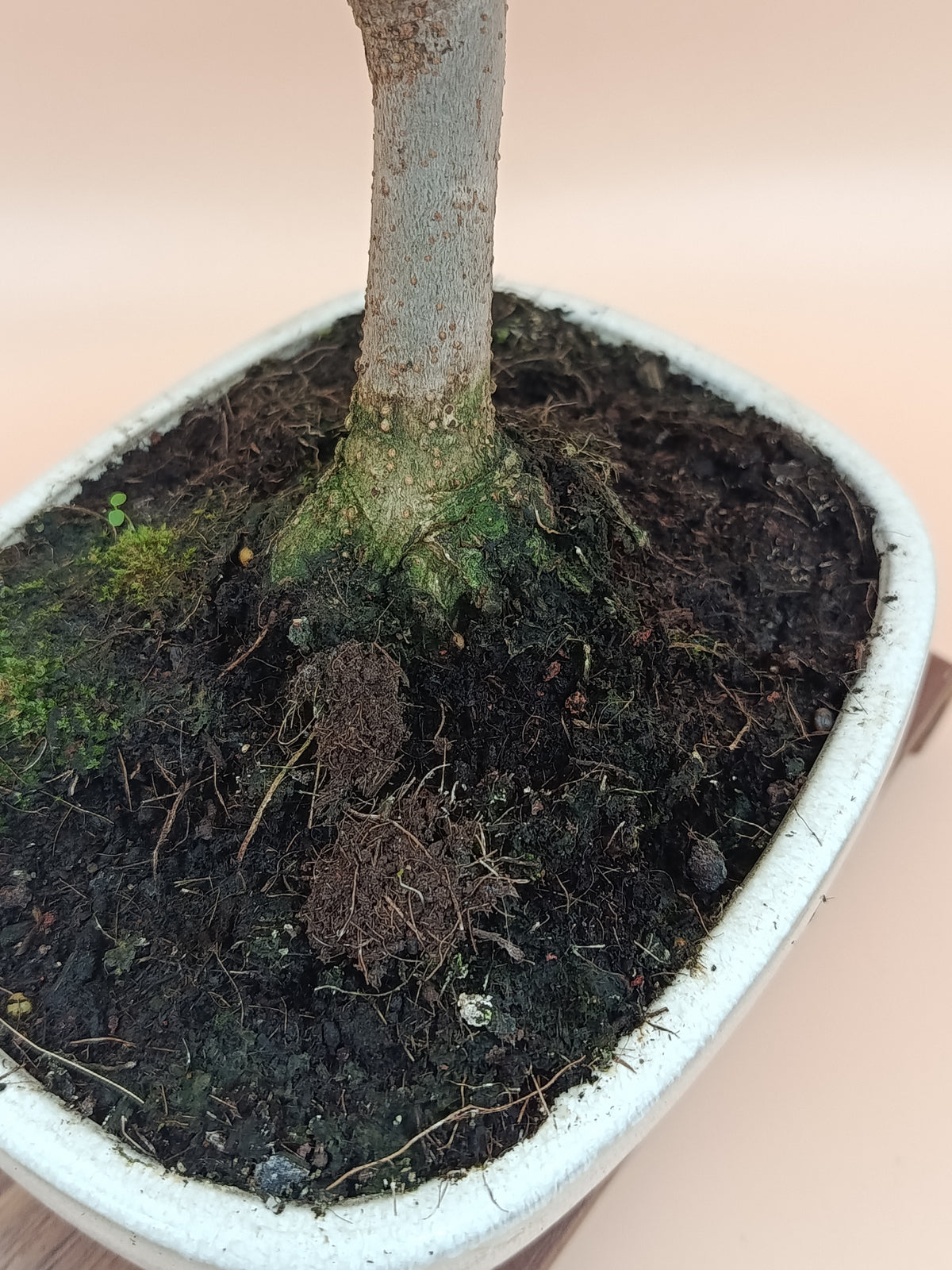 Olea europaea – 9 éves olajfa bonsai