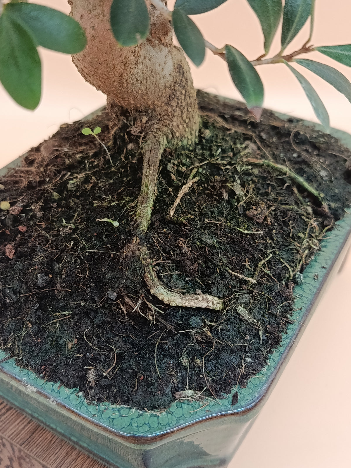 Olea europaea – 10 éves olajfa bonsai