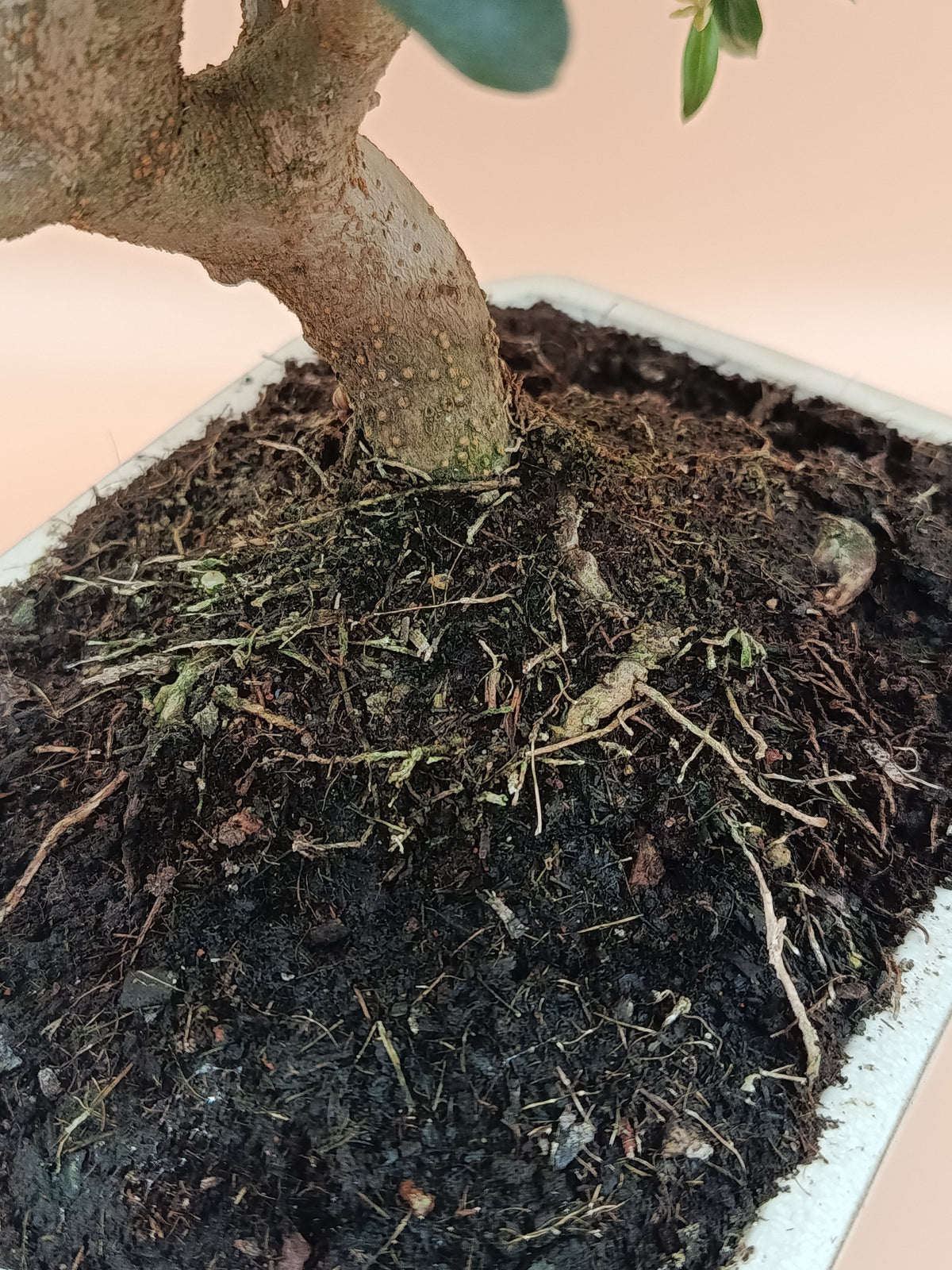 Olea europaea – 10 éves olajfa bonsai