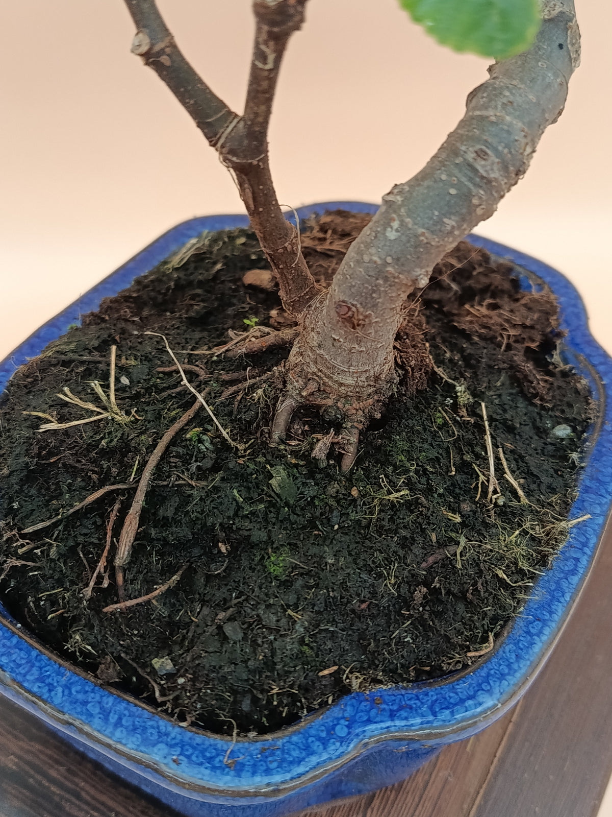 Ficus carica – 7 éves füge bonsai