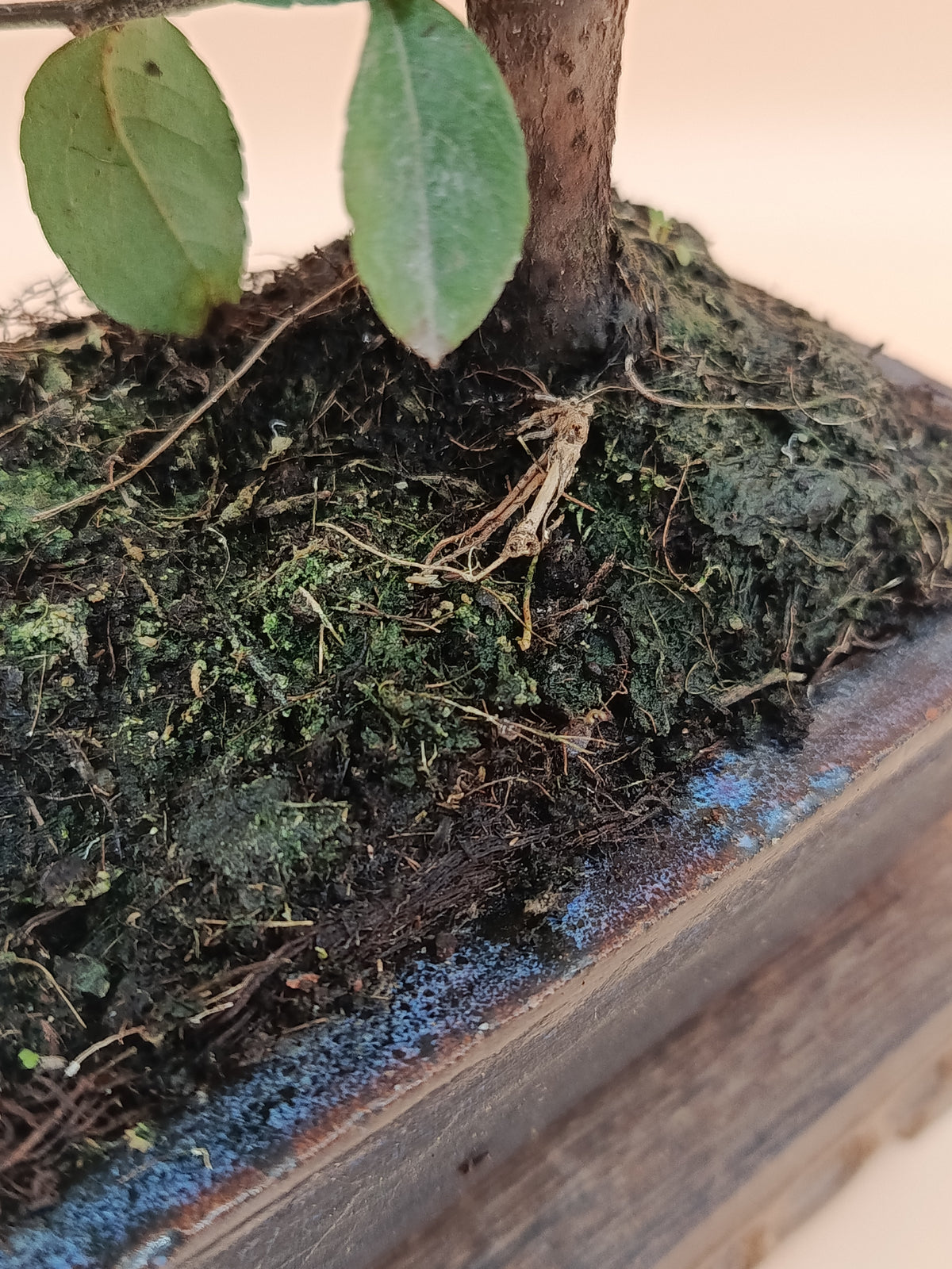 Pyracantha coccinea – 7 éves tűztövis bonsai