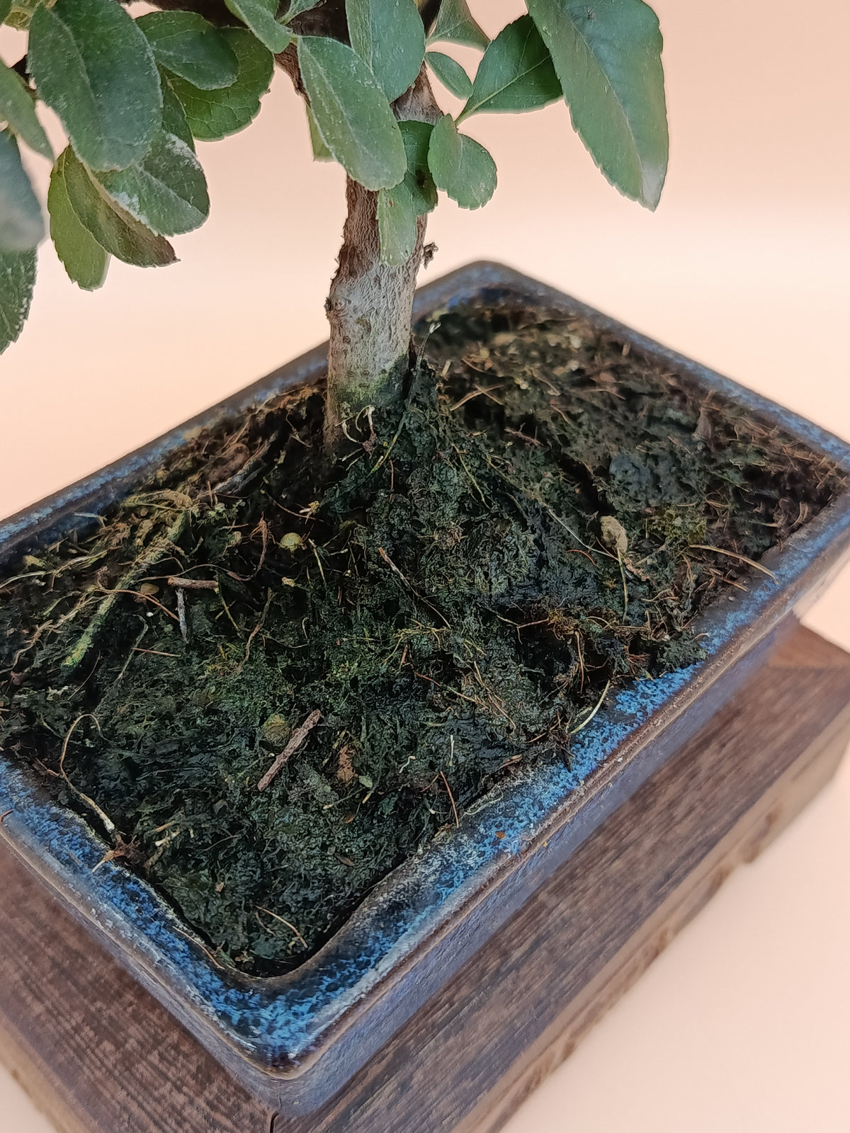 Pyracantha coccinea – 7 éves tűztövis bonsai