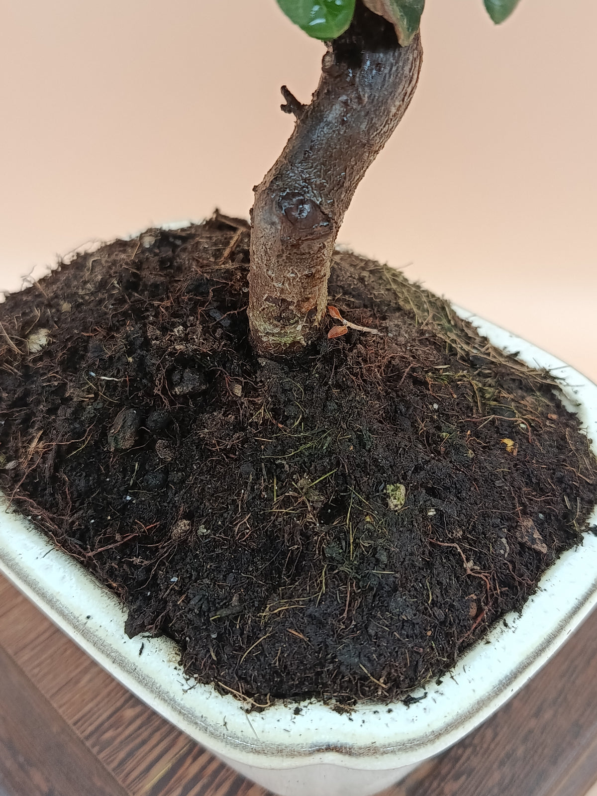 Pyracantha coccinea – 7 éves tűztövis bonsai