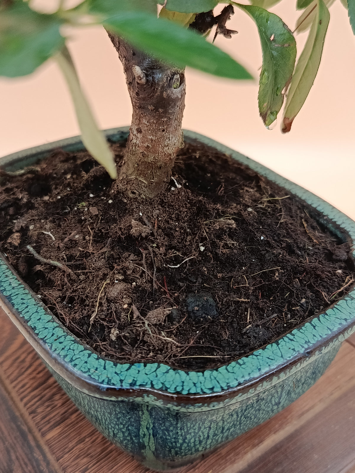 Pyracantha coccinea – 7 éves tűztövis bonsai