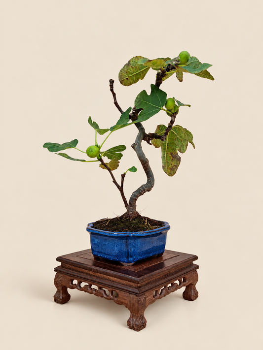 Ficus carica – 7 éves füge bonsai