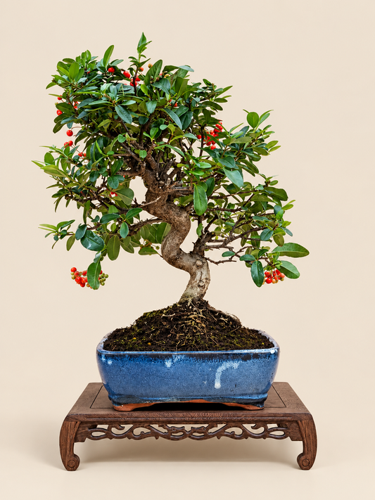 Pyracantha coccinea – 10 éves tűztövis bonsai