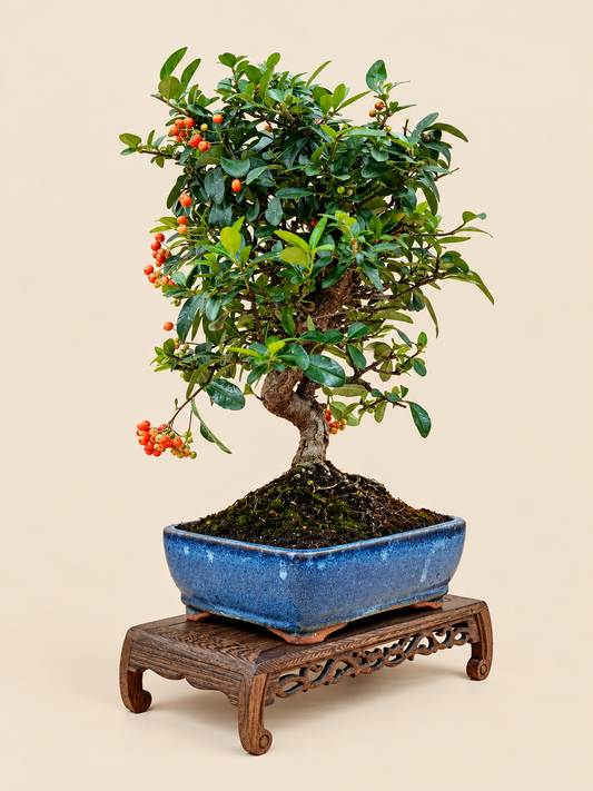 Pyracantha coccinea – 10 éves tűztövis bonsai