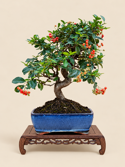 Pyracantha coccinea – 10 éves tűztövis bonsai