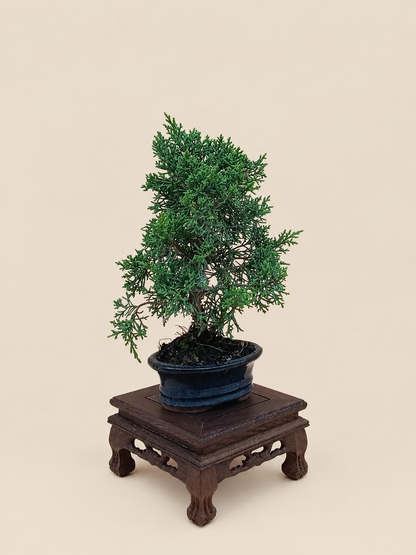 Juniperus chinensis 'Kyushu' - 7 éves fiatal kínai boróka bonsai