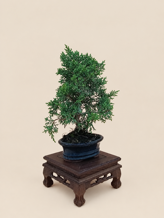 Juniperus chinensis 'Kyushu' - 7 éves fiatal kínai boróka bonsai