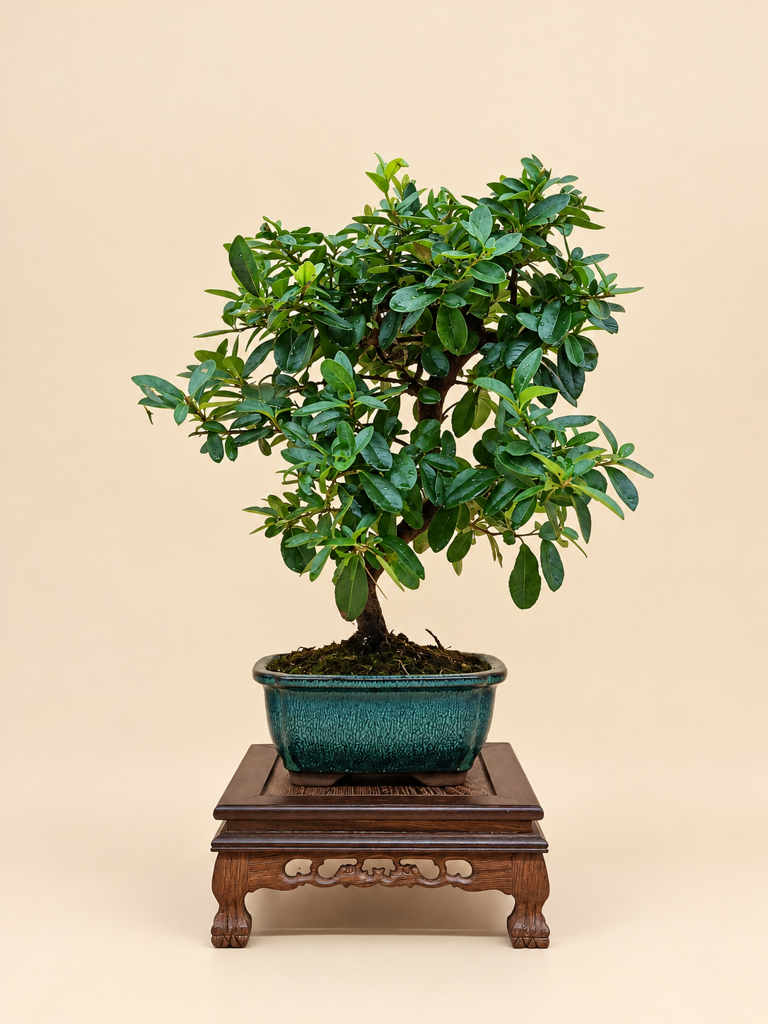 Pyracantha coccinea – 7 éves tűztövis bonsai