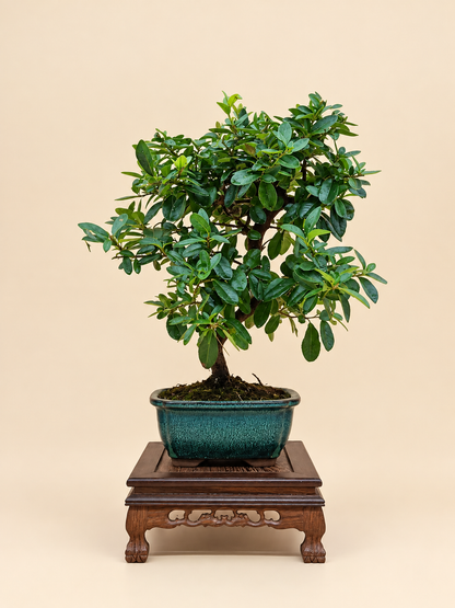 Pyracantha coccinea – 7 éves tűztövis bonsai