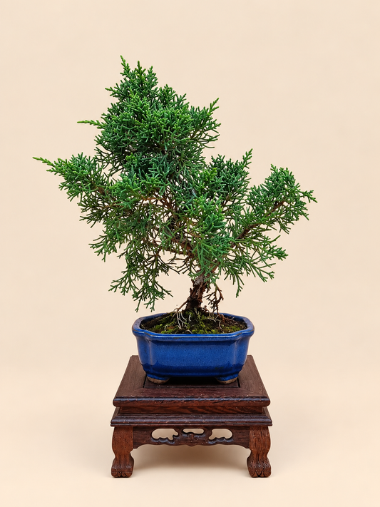 Juniperus chinensis 'Kyushu' - 7 éves fiatal kínai boróka bonsai