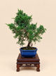 Juniperus chinensis 'Kyushu' - 7 éves fiatal kínai boróka bonsai
