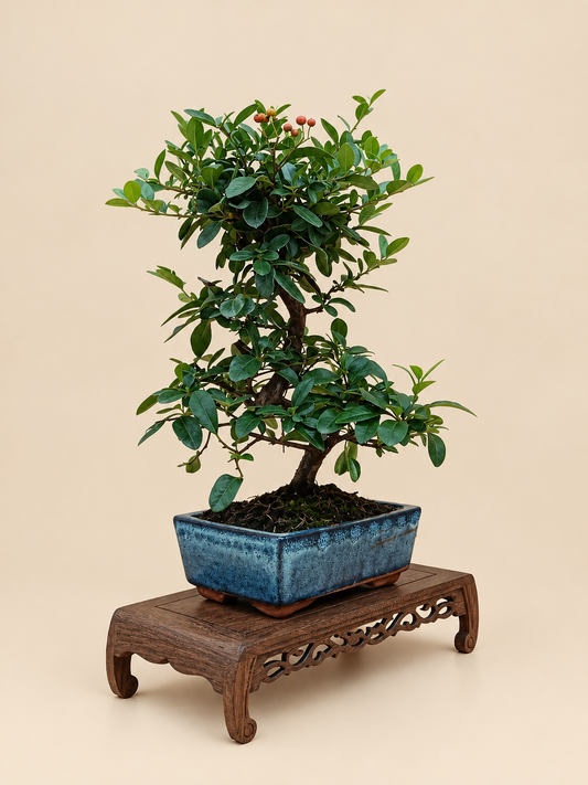 Pyracantha coccinea – 8 éves tűztövis bonsai