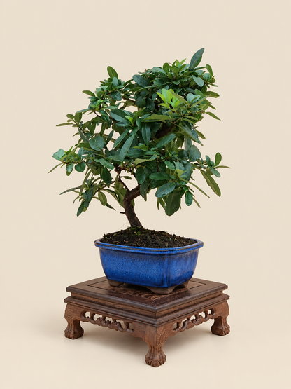 Pyracantha coccinea – 7 éves tűztövis bonsai