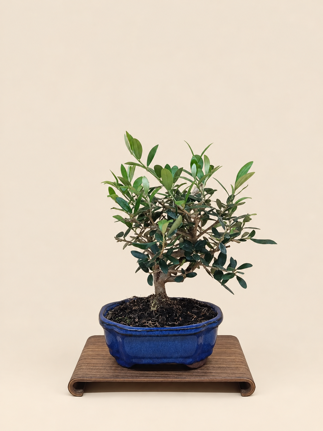 Olea europaea – 7 éves olajfa bonsai