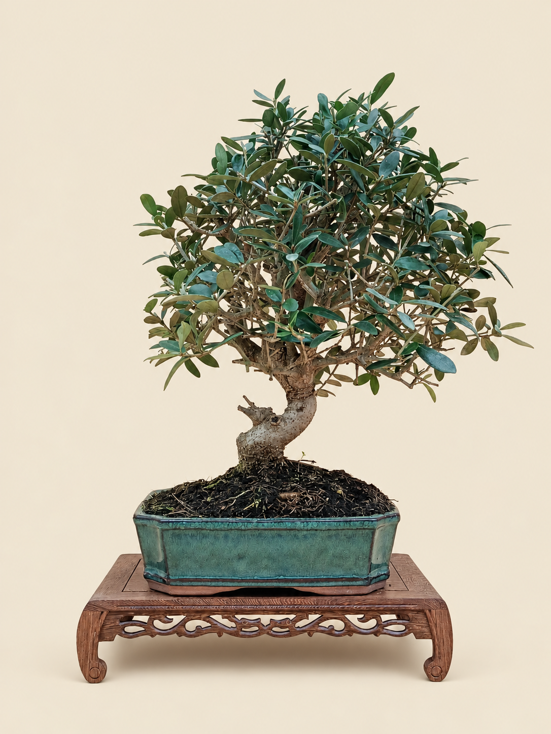 Olea europaea – 10 éves olajfa bonsai