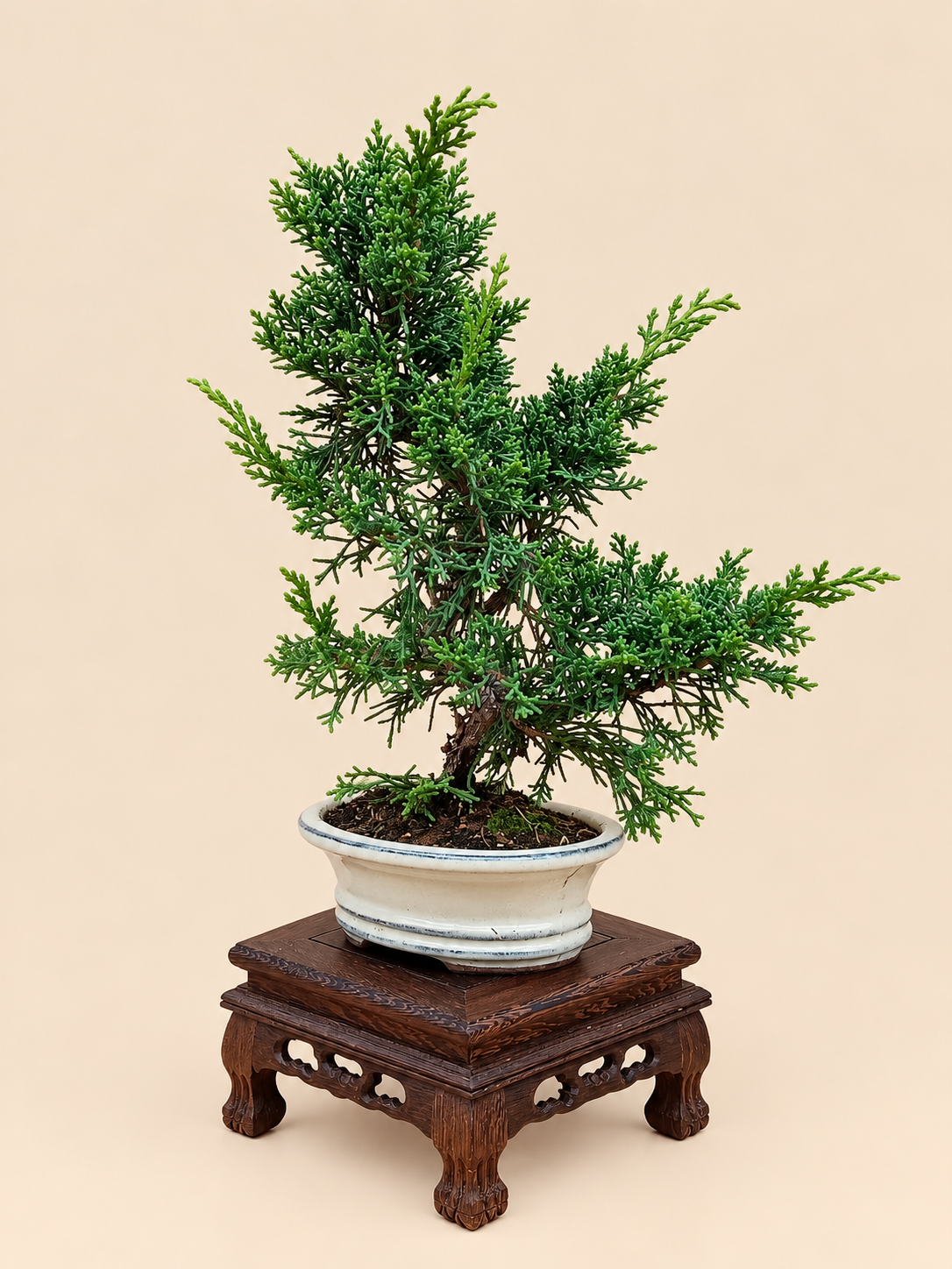 Juniperus chinensis 'Kyushu' - 7 éves fiatal kínai boróka bonsai