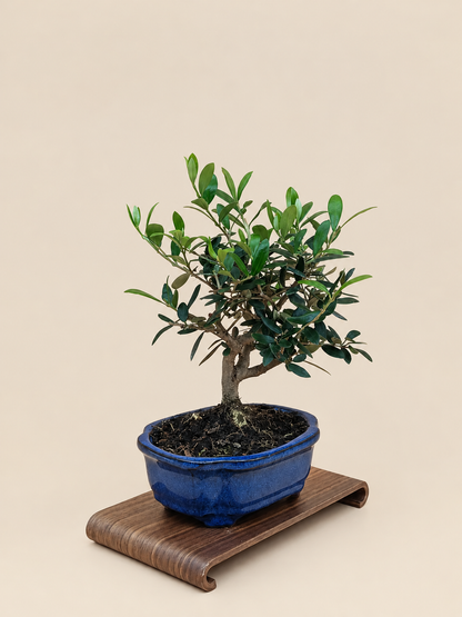 Olea europaea – 7 éves olajfa bonsai