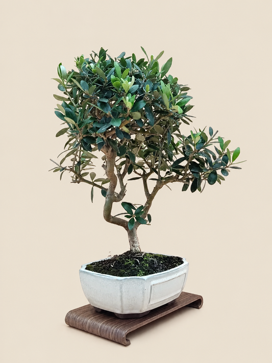 Olea europaea – 9 éves olajfa bonsai