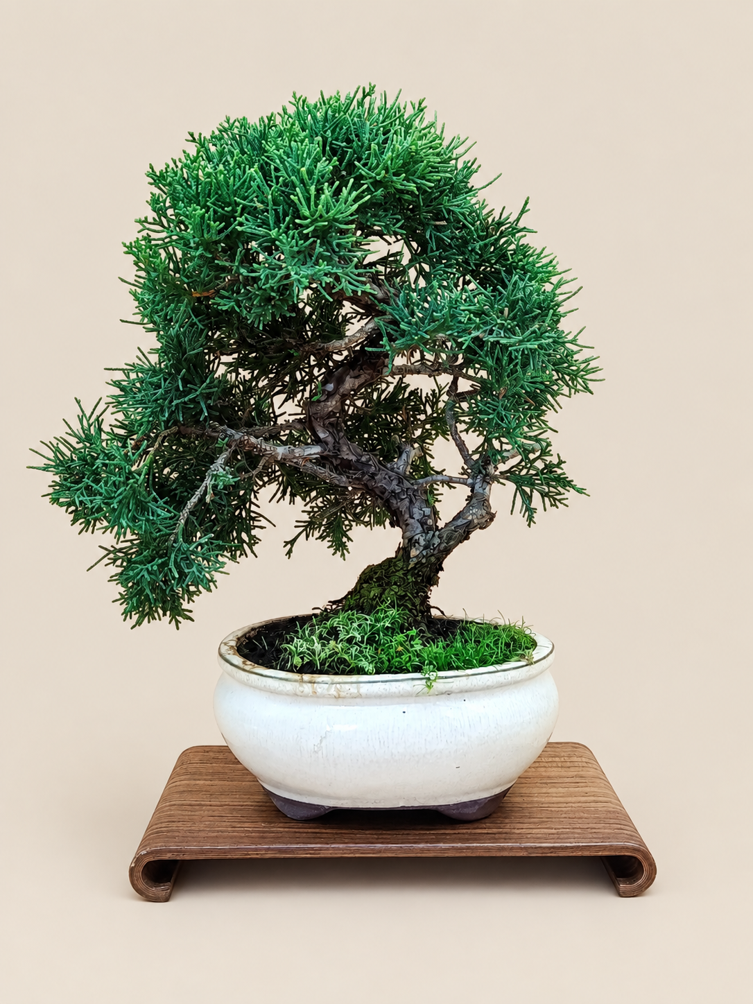 Juniperus chinensis 'Kyushu' - 10 éves kínai boróka bonsai